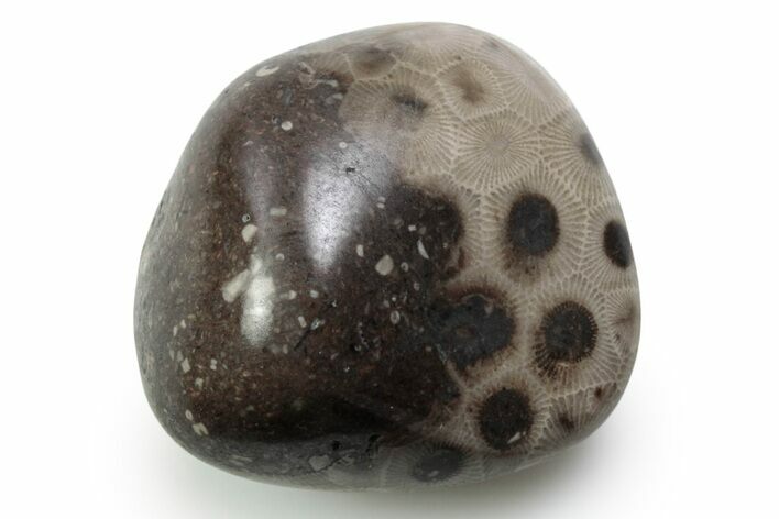 Polished Petoskey Stone (Fossil Coral) - Michigan #383081